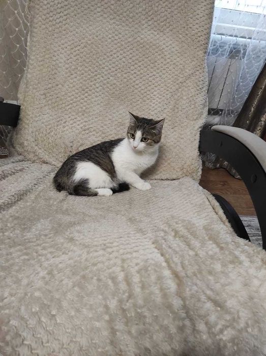 Стерилизованная кошка