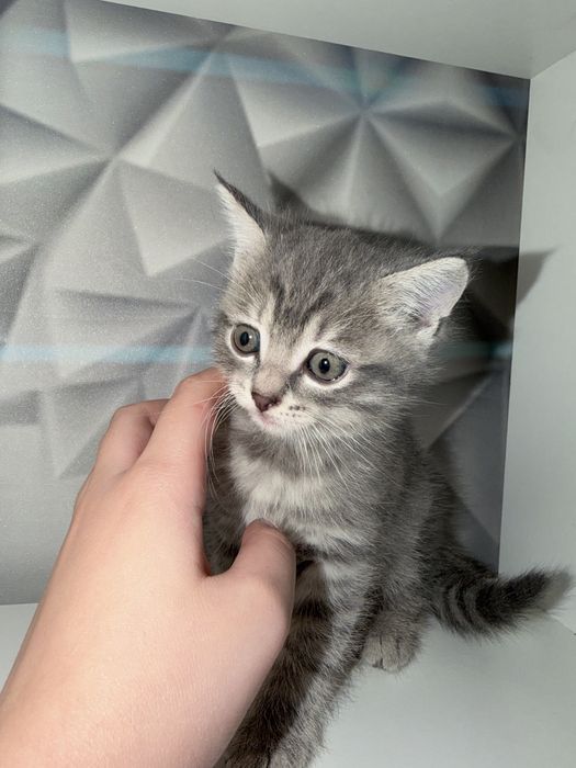 Отдам котят в добрые руки