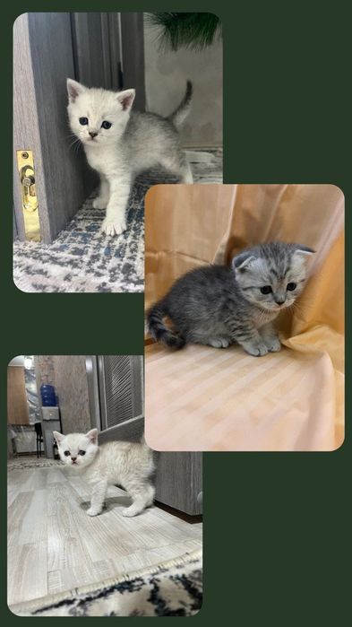 Продаются котята шотландские с окрасом серебристая шиншилла