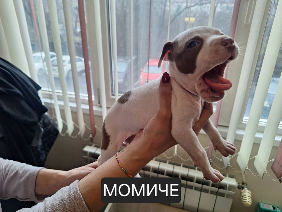 Американски Питбул териер