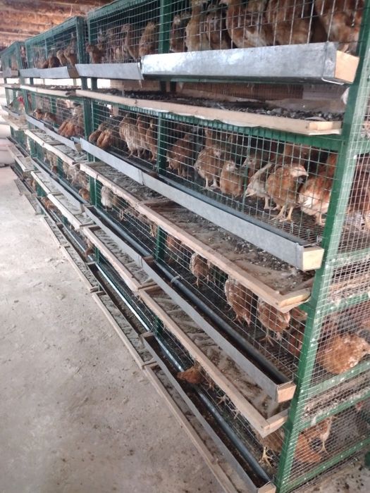 Несушка Балапан Ломан Браун