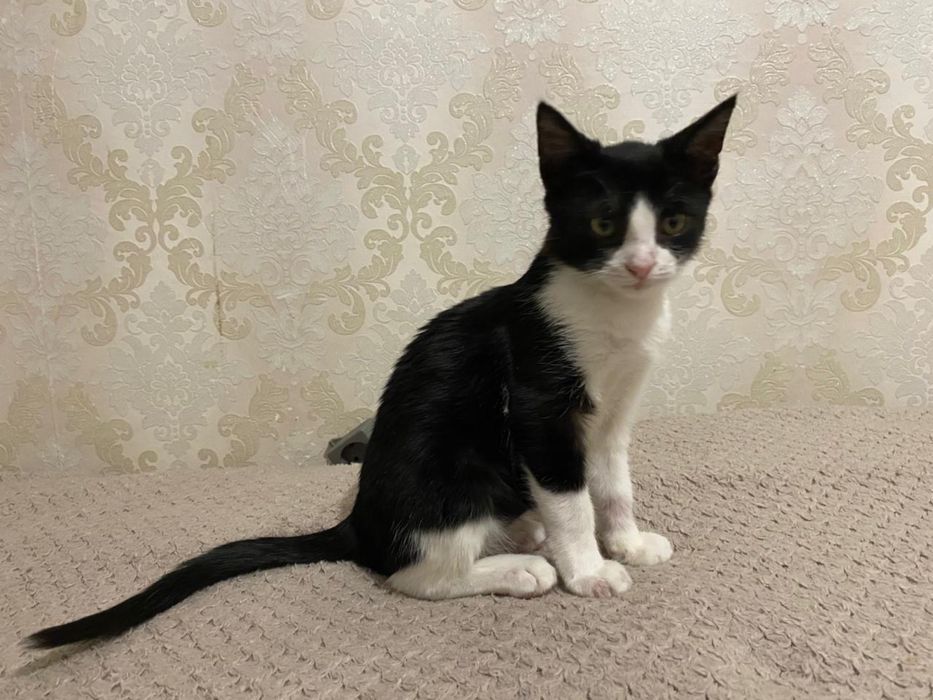 Котенок ищет любящий дом