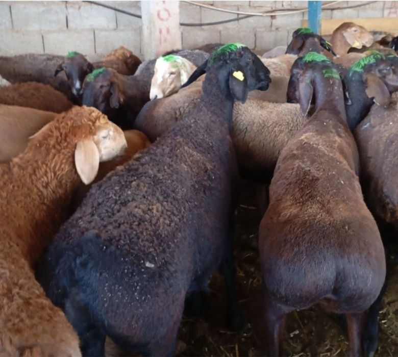 Кой / бараны / токтушки / козы /