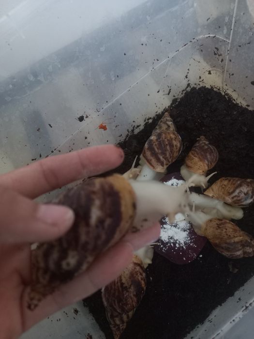 Ulitka Retikulyata albinos, optom ulitka sotiladi, kosmetologik ulitka