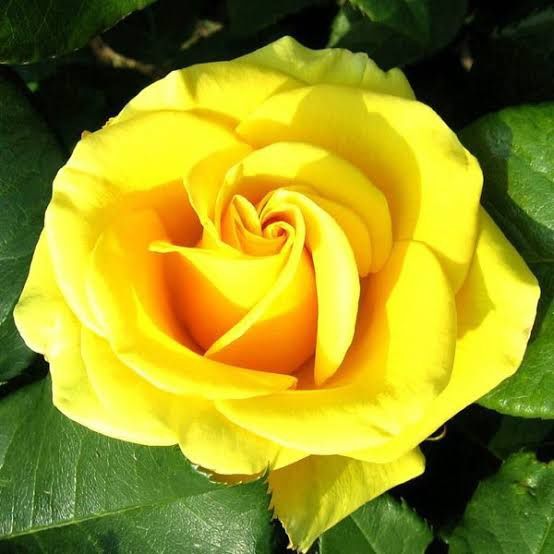 Trandafiri de tip tufa parfumati