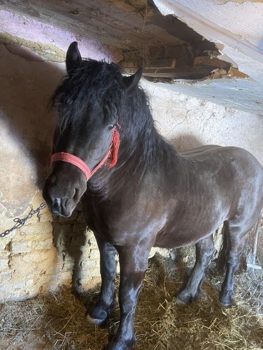 Vand manz foarte frumos