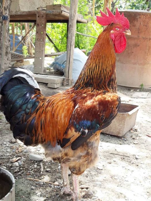 Tavuq Тавуқ гўшти Хўроз гўшти бор хоаки халол сўйилган