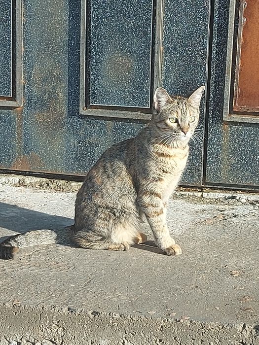 Мысық тар тегін,1қыз,1ұл