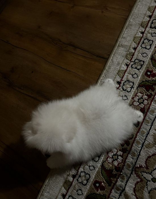 Продам щенка померанского шпица