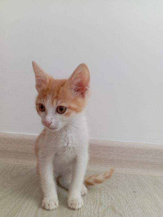 Котёнок в хорошие руки