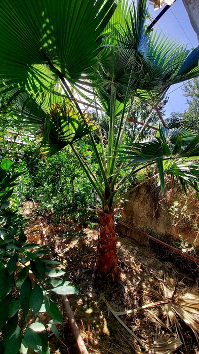 Palma daraxti 2.5 metr