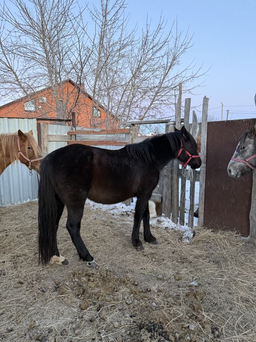 Продам кобылу 800тыс