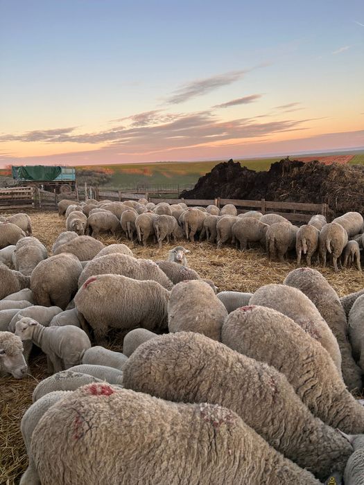 Vând oi de rasă merinos