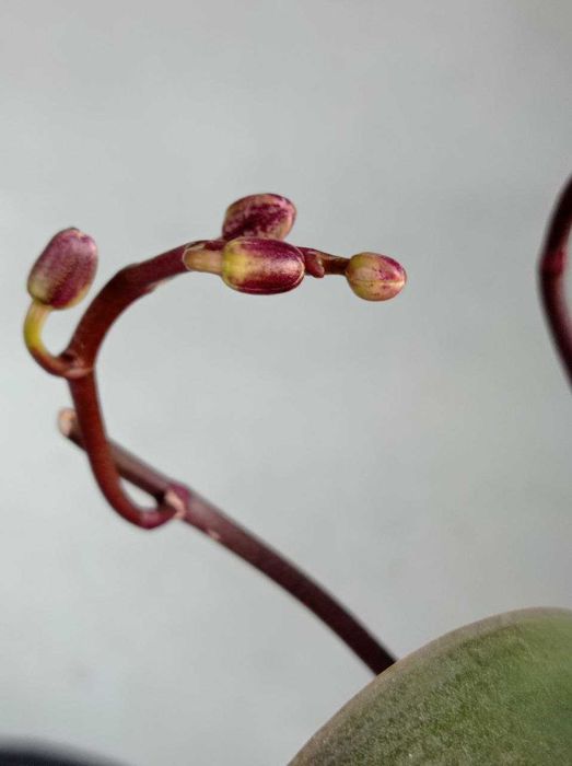 Орхидея в дом.цветении