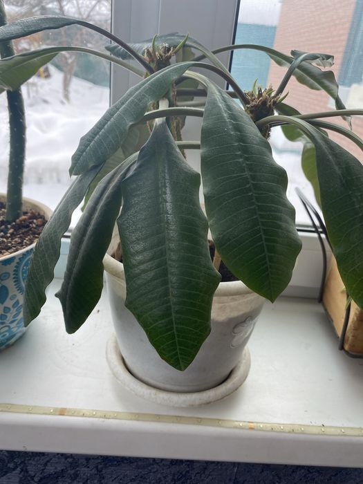 Продам цветы комнатные