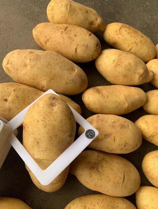 Картошка свежая картофель оптом