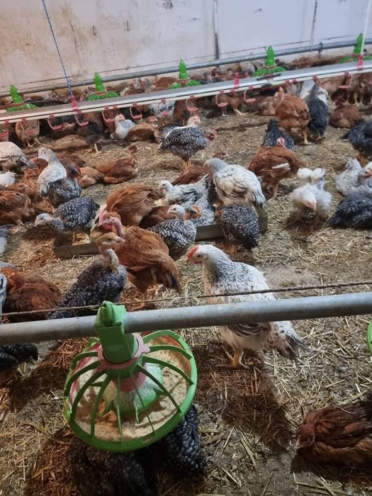 Pui și găini de vanzare