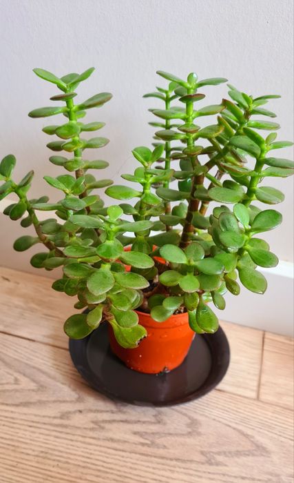 Суккуленты: толстянки, хатиора