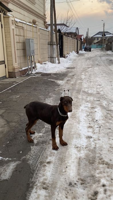 Продаю щенка добермана