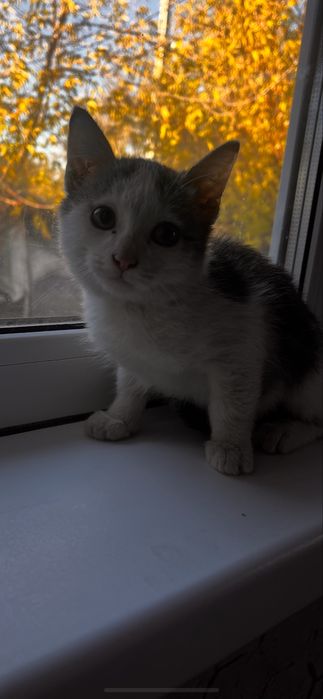 Котенок мальчик в добрые руки