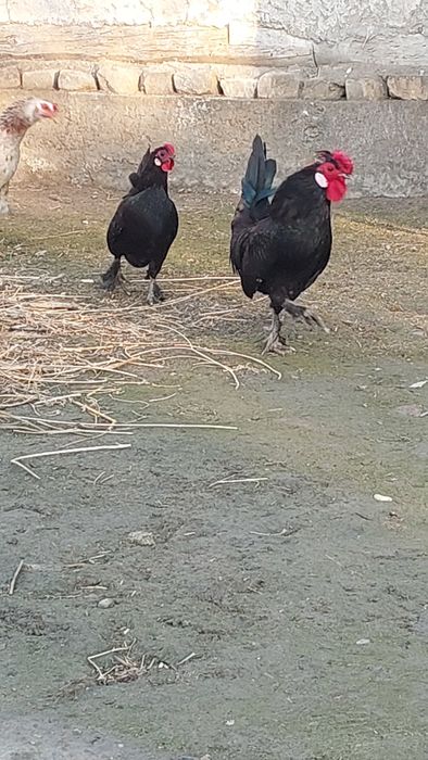 Bantam tovuq va xoʻrozi sotiladi