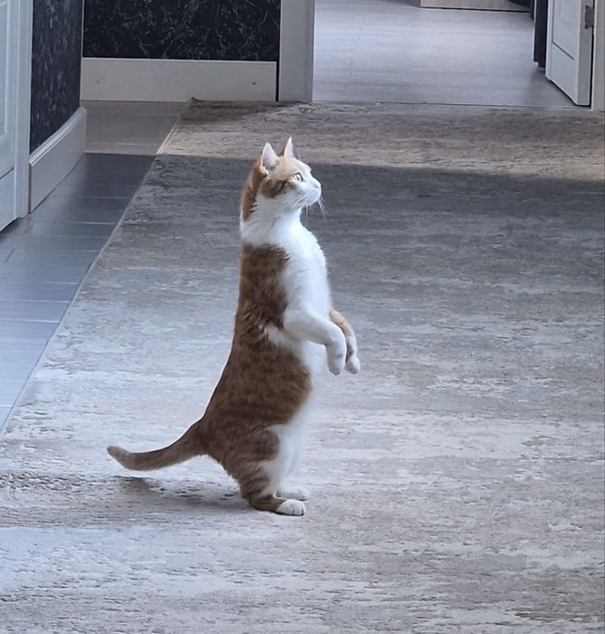 Кошечка Айла ищет семью. Стерилизована.