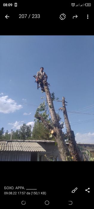 Дарахт кесиш/Спил деревьев, обрезка деревьев, вырубка кустарников