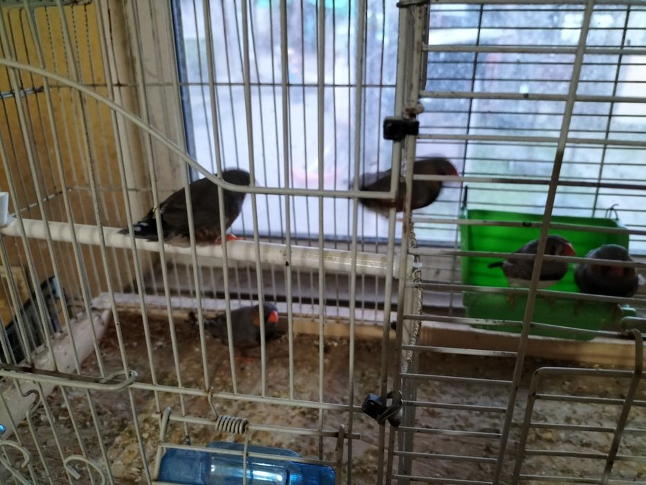 Pui de zebre australiene