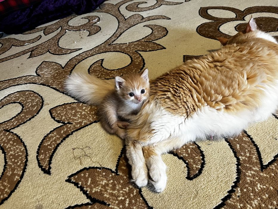 Домашние котятаа
