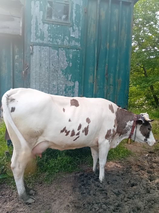 Vând vacuta tânără buna de prasila