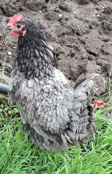 Vând Cocoș si gaini australorp