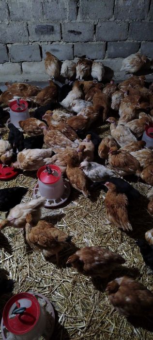 Puicuțe rasă mixtă mai multe detalii în privat!