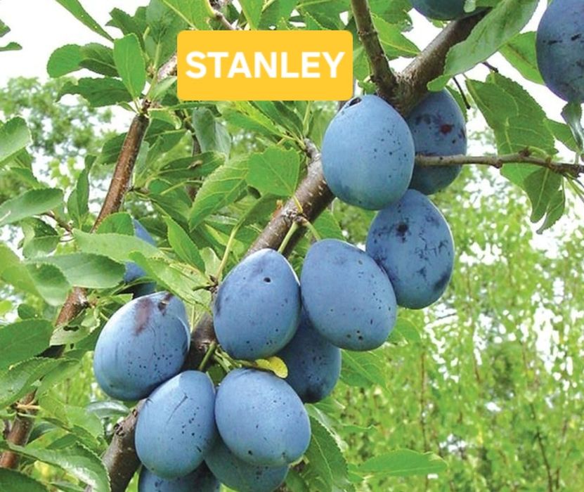 Pomi fructiferi  aclimatizați