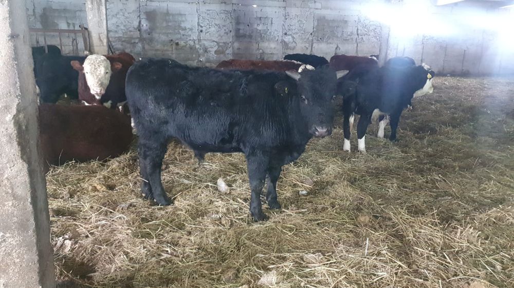 Продам откорм бычков