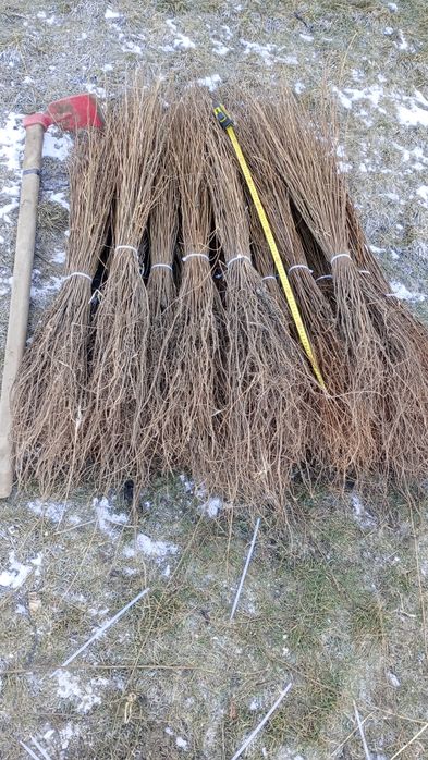 puieți forestieri pentru ampadurire pentru terenurile degradate