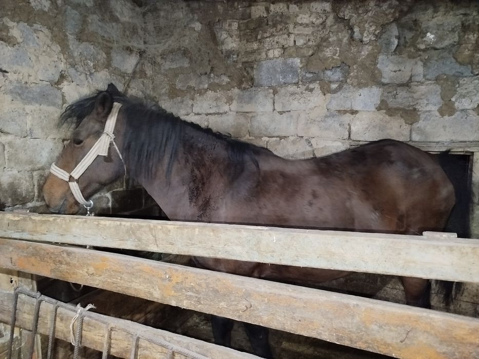 Кабыла 8-9лет на откорме