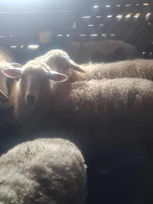 Vând 20 de miei pentru crescut sau sacrificat