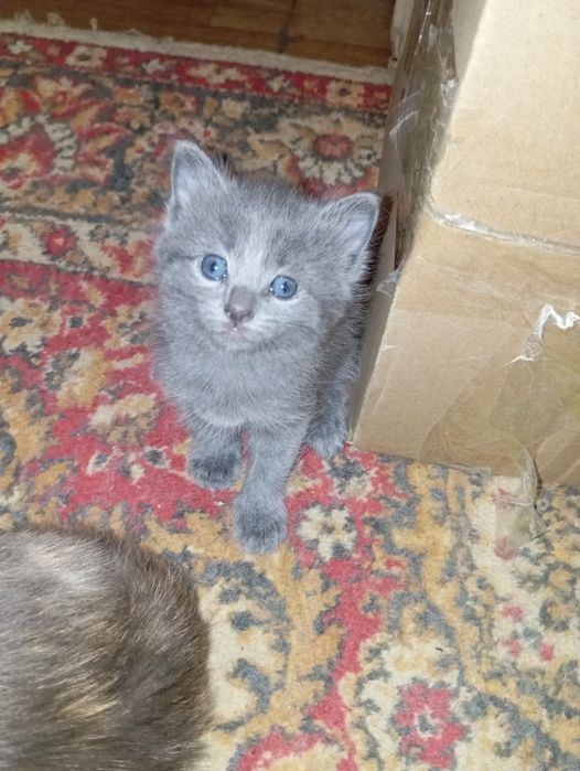 Продам котят Шотландских