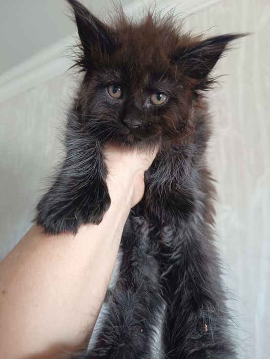 Котята от классика до Полидакта  Мейн Кун