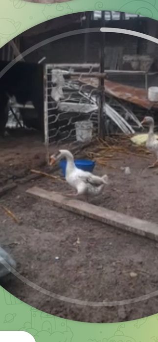 G’oz.       Erkagi