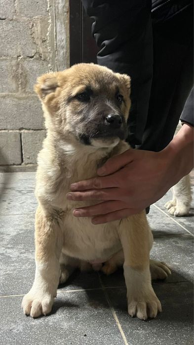 Продажа щенки Алабай САО