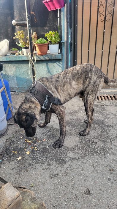 DONEZ câine ,ascultător,jucaus,vaccinat,etc