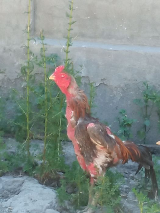 bobo xoʻros sotiladi