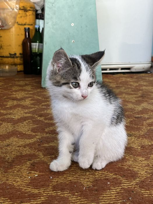 Девочка кошечка ищет хозяина