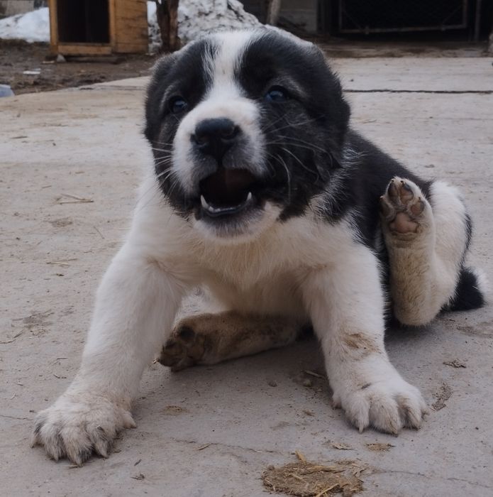 Щенок Алабая, мощный. (Девочка)