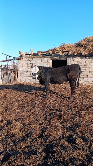 Продам быка молодняк