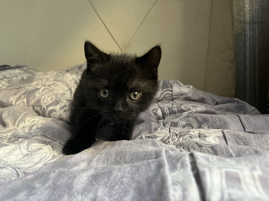 Котенок шотландец