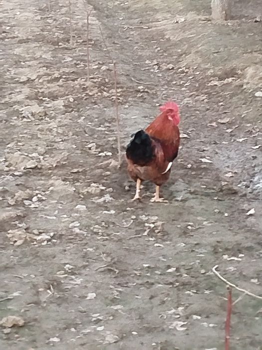 Jaydari Xoʻroz sotiladi