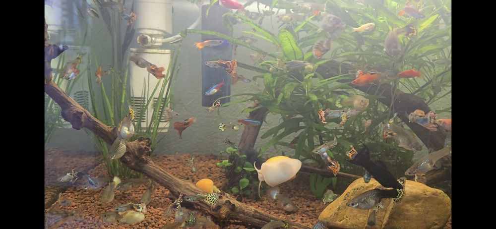 Acara blue electric ,gupy,plante,ancistrusi