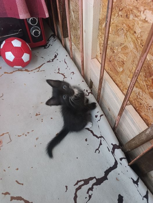 Отдам котенка в добрые руки